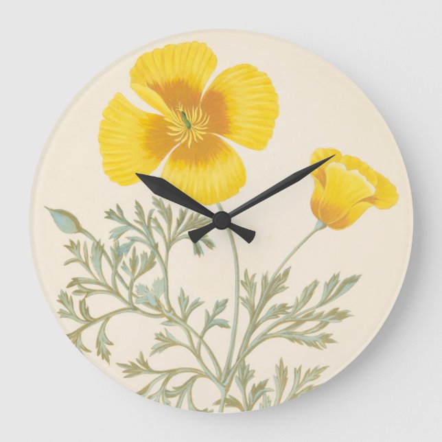 Kalifornisk Eschscholtzia Stor Klocka (Framsida)