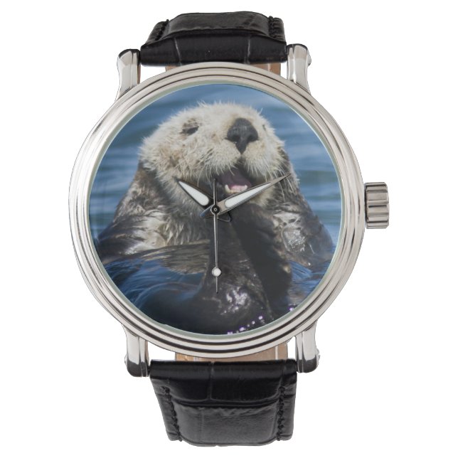 Kalifornisk havsutter (Enhydra lutris) putsar Armbandsur (Framsida)