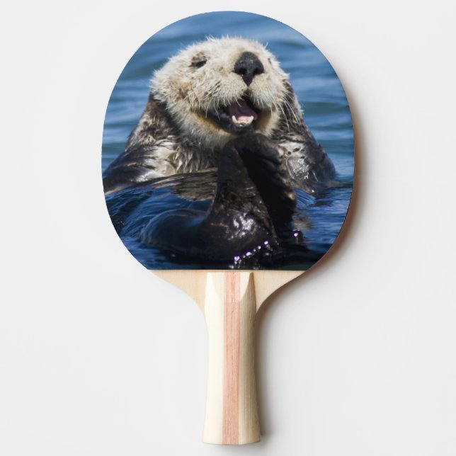 Kalifornisk havsutter (Enhydra lutris) putsar Pingisracket (Framsidan)
