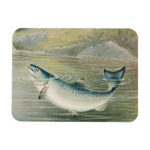 Kalifornisk lax av S.A. Kilbourne, Vintage fisk Magnet