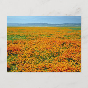 Kaliforniska poppies i fullt blommor vykort