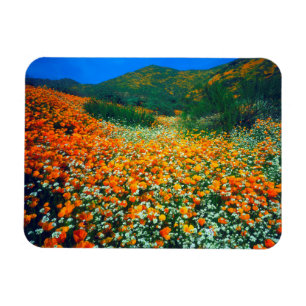 Kaliforniska vallmo och popcorngolvblommor magnet