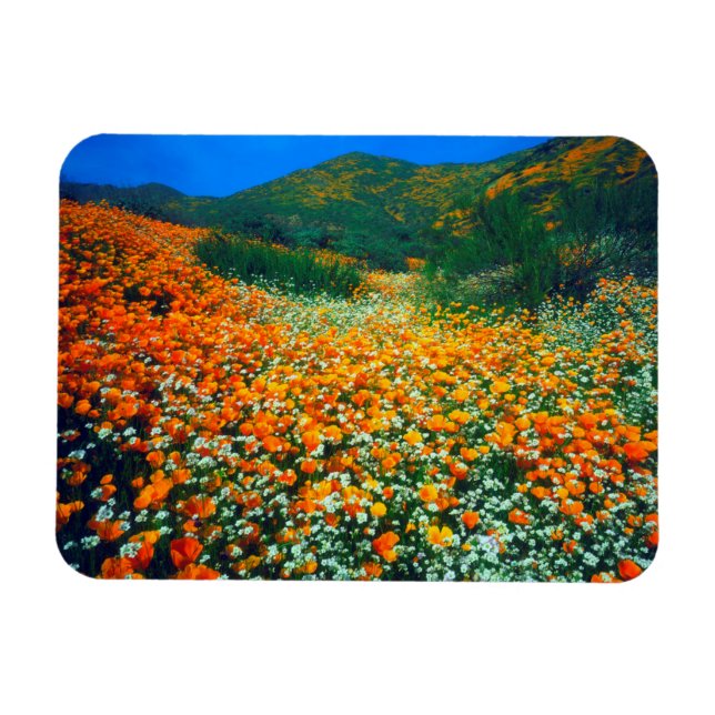 Kaliforniska vallmo och popcorngolvblommor magnet (Horisontell)