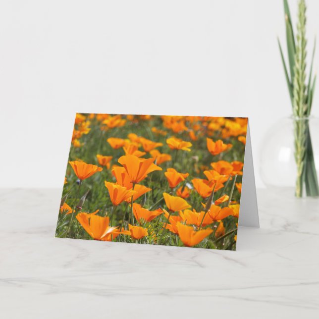 Kaliforniskt poppy Fält Blank Greeting Card Kort (Framsida)