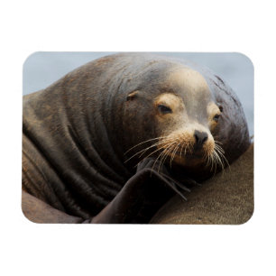 Kaliforniskt sjölejon vilar magnet