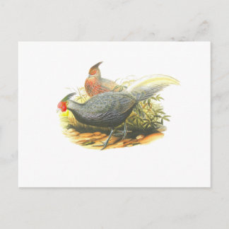 Kalij Pheasant Vykort