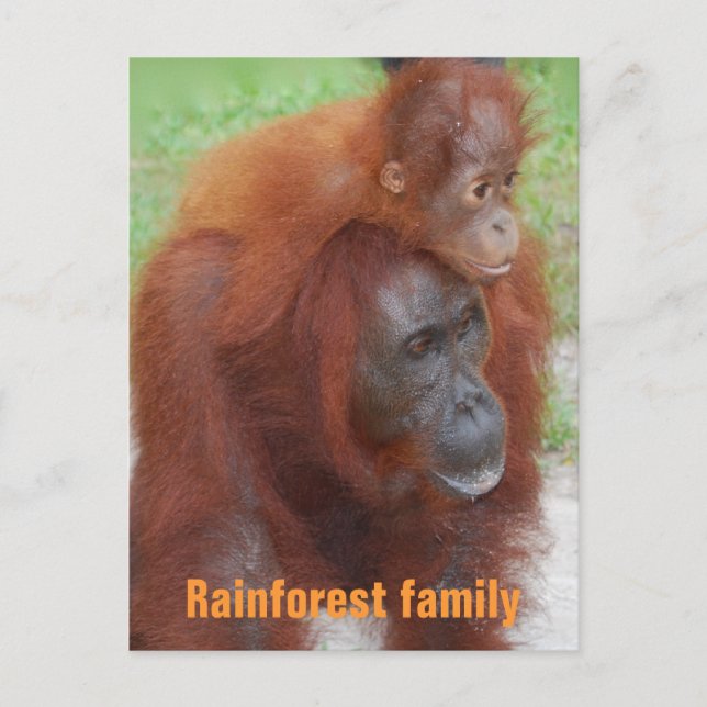 Kalimantan Indonesien regnskog familj Vykort (Framsida)