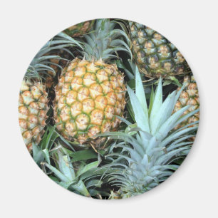 Kalk, Grönt och guldkajanska anananas Magnet
