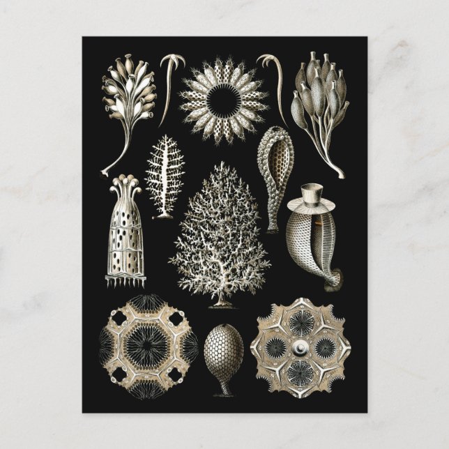 Kalkhalsar Vykort (Framsida)