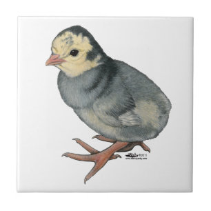 Kalkon Poult Blue Slate Kakelplatta