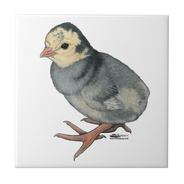Kalkon Poult Blue Slate Kakelplatta (Framsidan)