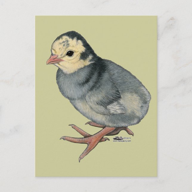 Kalkon Poult Blue Slate Vykort (Framsida)