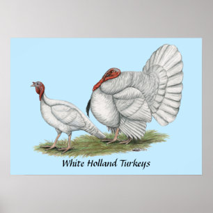Kalkonvit Hollands Poster