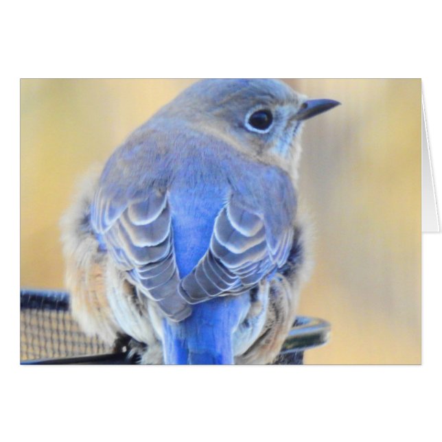 Kall Bluebird i NH Hälsningskort (Framsidan Horizontal)