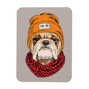 Kall bulldogg magnet