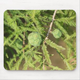 Kall Cypresstickle Musmatta