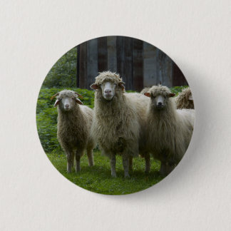 Kall flock av jordbruksmark för får | knapp