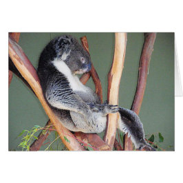 Kall Koala Hälsningskort
