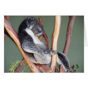 Kall Koala Hälsningskort