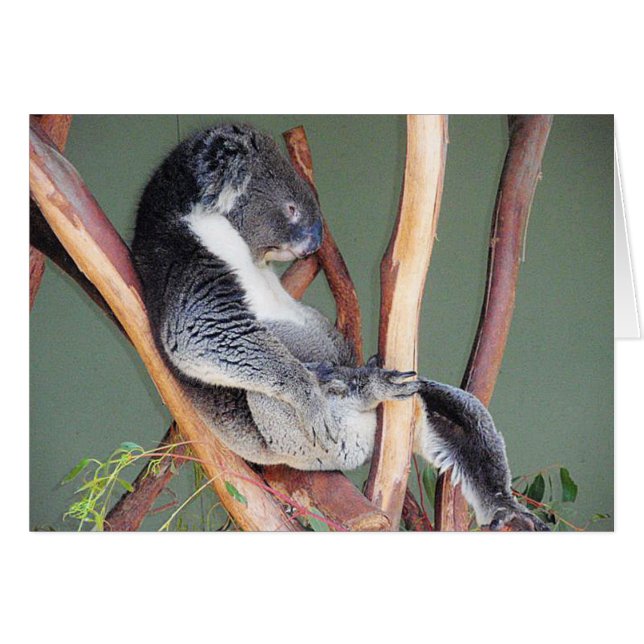 Kall Koala Hälsningskort (Framsidan Horizontal)