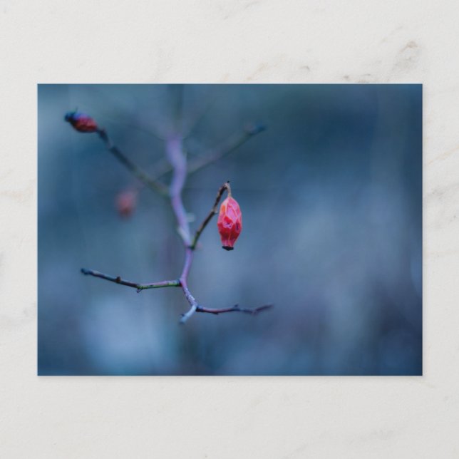 Kall ro vykort (Framsida)