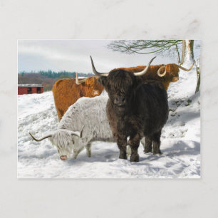 "Kall Snowy Morgon" Vykort