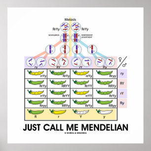 Kalla mig Mendelian (Punnett Square Genetics) Poster