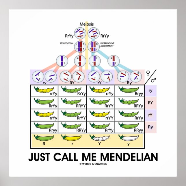 Kalla mig Mendelian (Punnett Square Genetics) Poster (Framsidan)