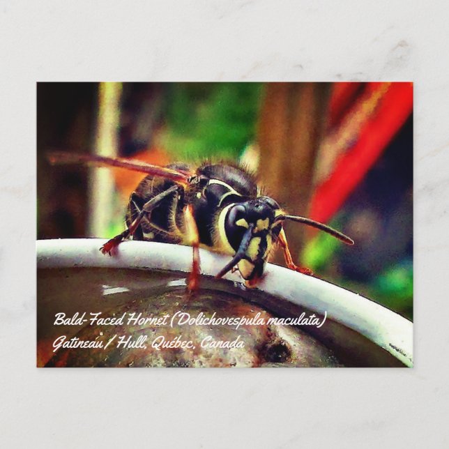 Kallhornad geting (Dolichovespula maculata) Vykort (Framsida)