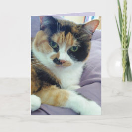 Kalligrafisk katt tom julkort kort