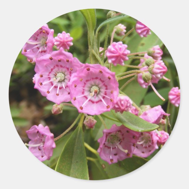 Kalmia 104 ~-dekal runt klistermärke (Framsida)