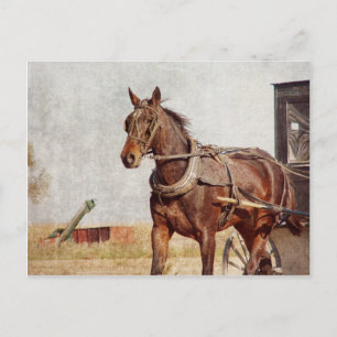Kalona, Iowa Amish häst och Buggy Vykort