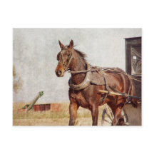 Kalona, Iowa Amish häst och Buggy