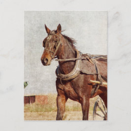 Kalona, Iowa Amish Horse och Buggy Vykort