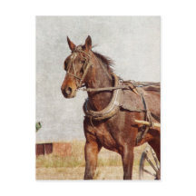 Kalona, Iowa Amish Horse och Buggy