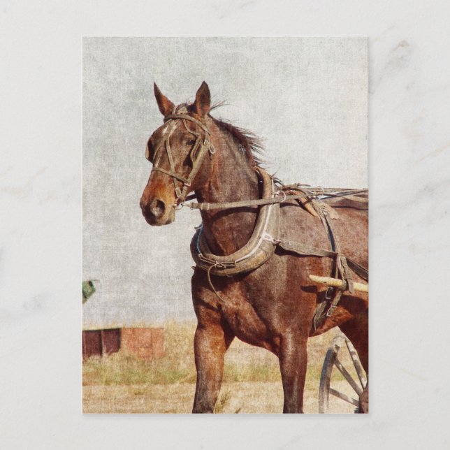 Kalona, Iowa Amish Horse och Buggy Vykort (Framsida)