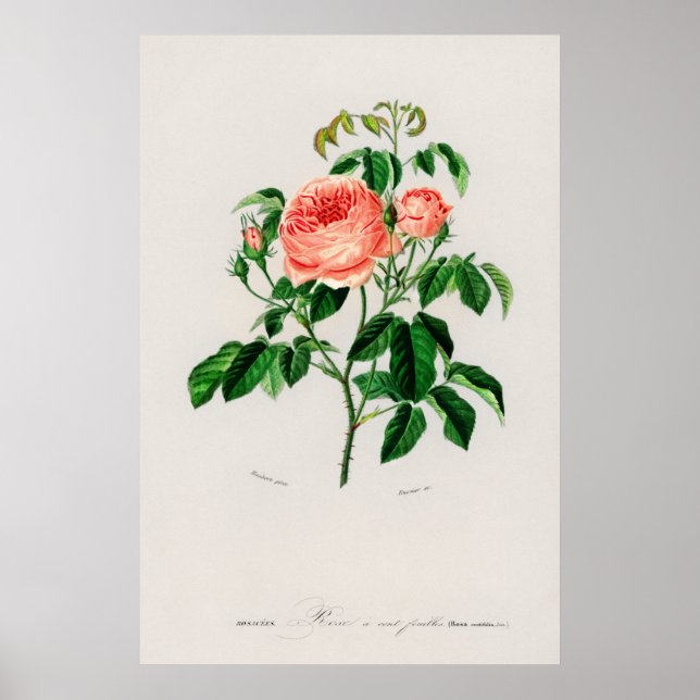 Kålros (Rosa Centifilia) Poster (Framsidan)