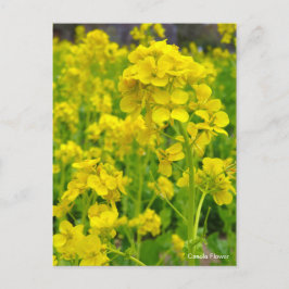 Kålrotsblomma [Vykort] Vykort