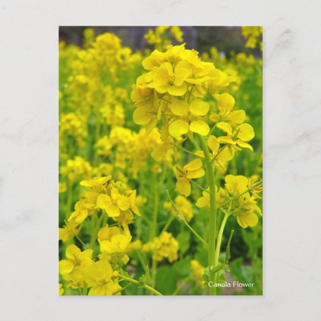 Kålrotsblomma [Vykort] Vykort (Framsida)