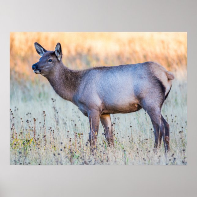 Kalv älg | Madison Junction, Wyoming Poster (Framsidan)