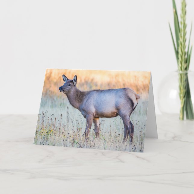 Kalv Elk | Madison Junction, Wyoming Kort (Framsida)