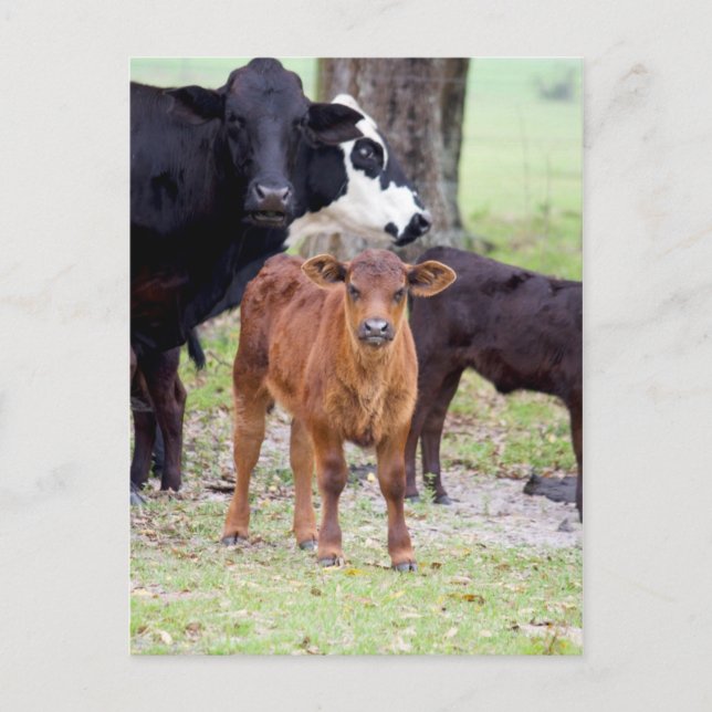 Kalv på våren vykort (Framsida)