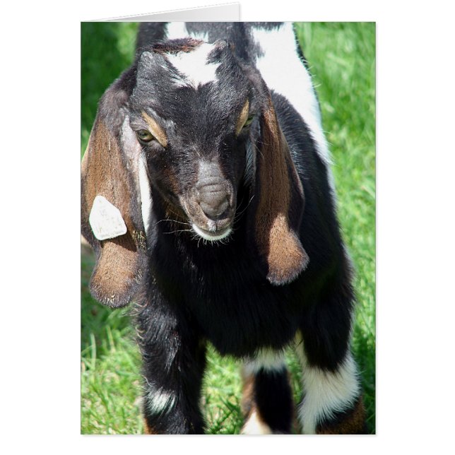 Kalvin Hälsningskort (Framsidan)