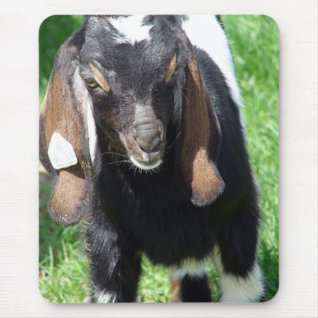 Kalvin Musmatta (Framsidan)