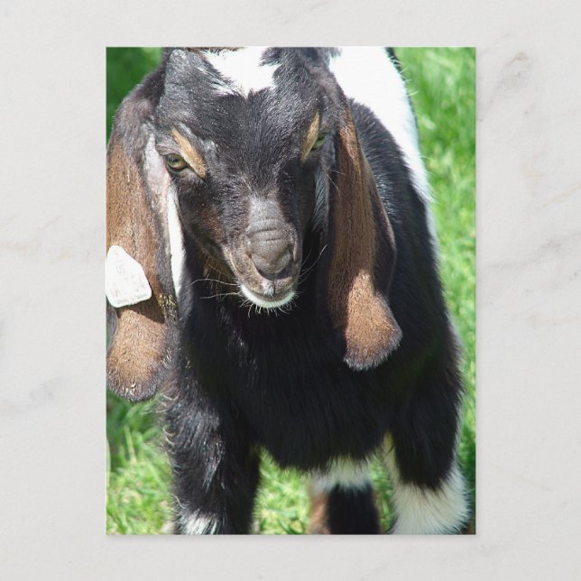 Kalvin Vykort (Framsida)