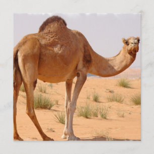 Kamel för araber för inbjudan