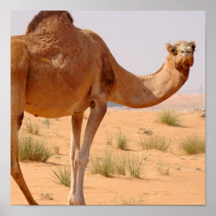 Kamel för Arabsaffischtryck Poster