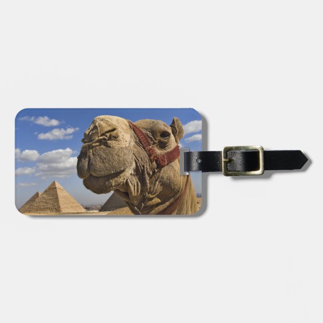 Kamel framför pyramiderna i Giza, Egypten, Bagagebricka (Horisontell Framsida)