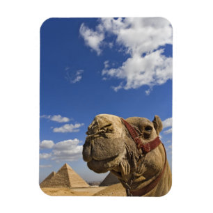 Kamel framför pyramiderna i Giza, Egypten, Magnet
