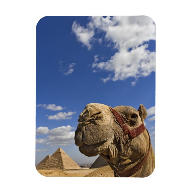 Kamel framför pyramiderna i Giza, Egypten, Magnet (Vertikal)